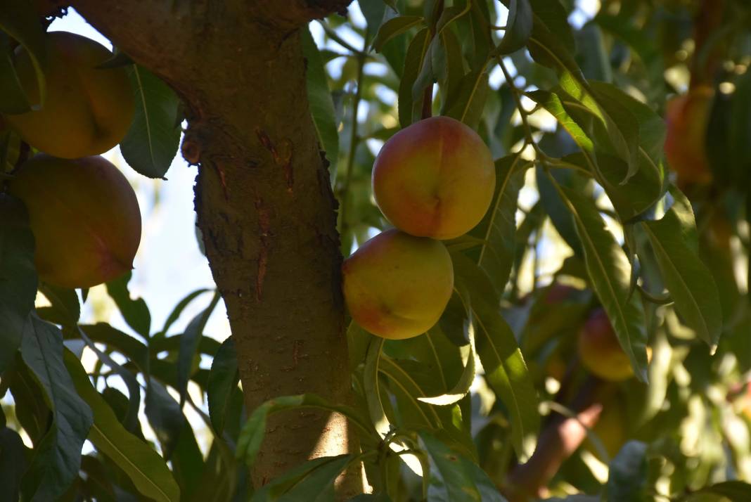 Şeftali üreticisi paraya para demedi! Ruslar çok sevdi milyonlar aktı 8